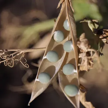Мадрас