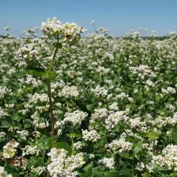 Рубра