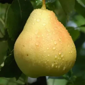 Катюша