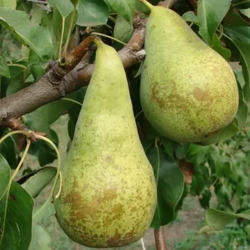 Левен