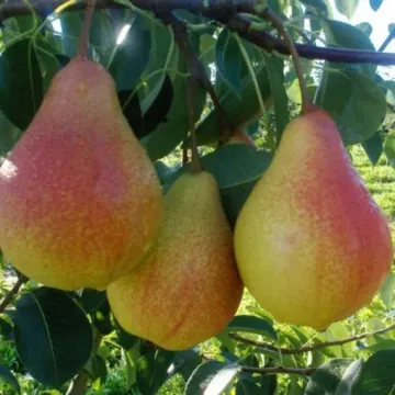Люберская (Любкард)