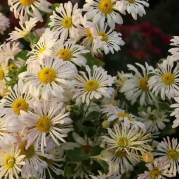 Кружевница
