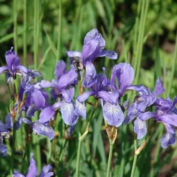 Вальс Катуни