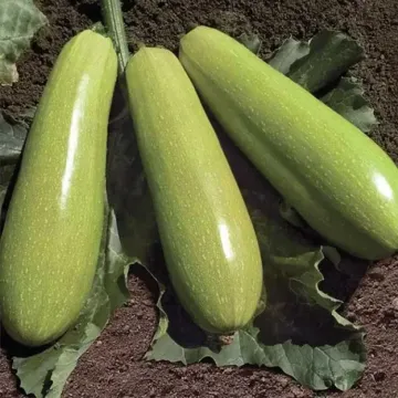 Йоки