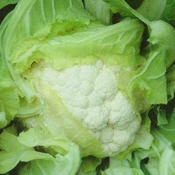 Лика