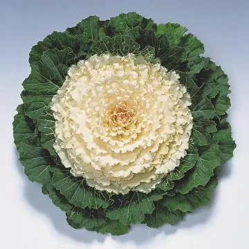 Пижон