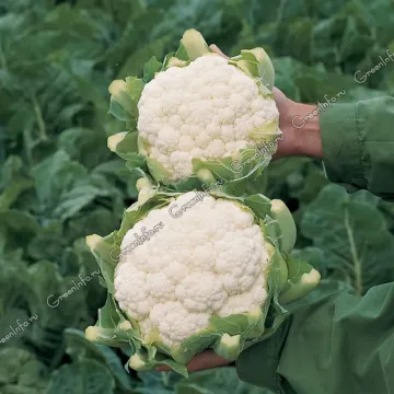 Шаласи