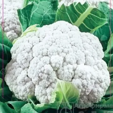 СНОУБОЛЛ 123