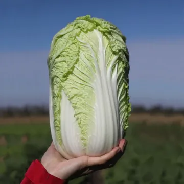 Тенсаи