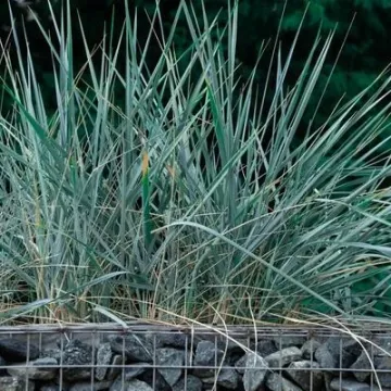 GYMADEN 'GREY URAL'