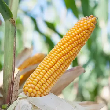Катари Кс