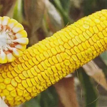 КС95ХР