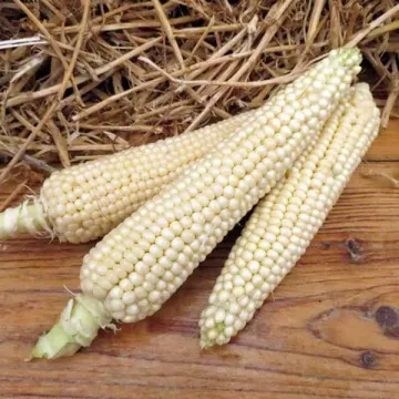 Кубанская Воздушная