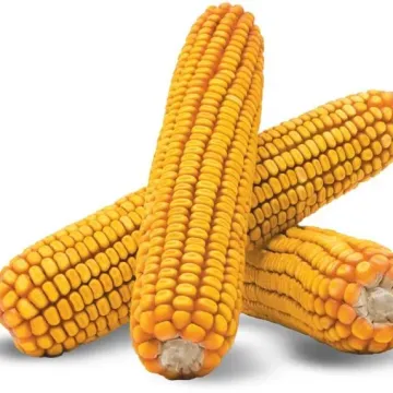 Паблік