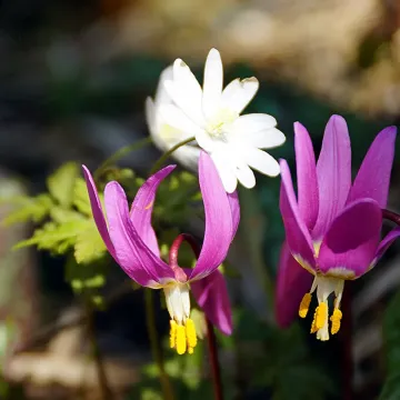ALTAIAN SPOKED LILY