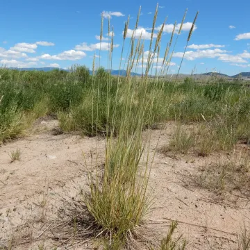 Безводовский
