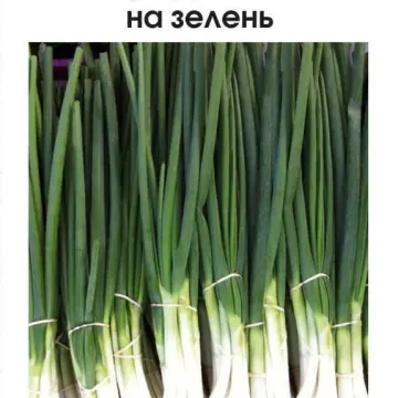 Дамаст