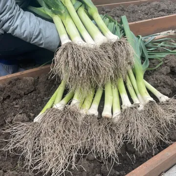 Диво Дивное