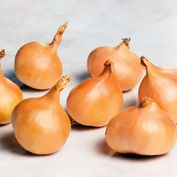 Еллоу МУН