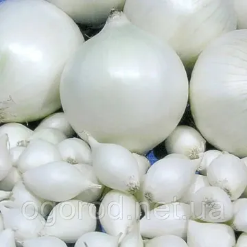 Айсбер