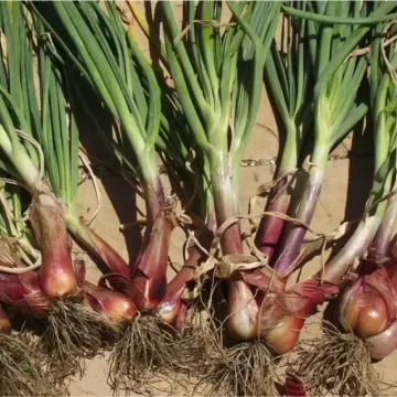 Сальдо