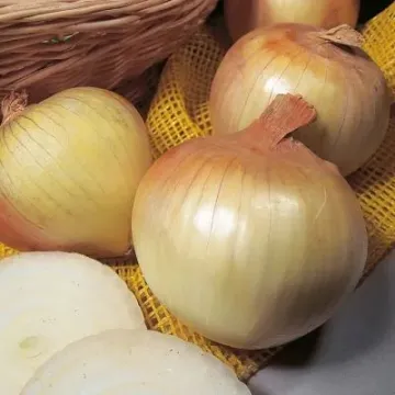 Сеншуй Елоу Глоб