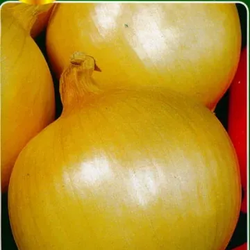 Слава Ожарова