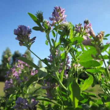 Сарга