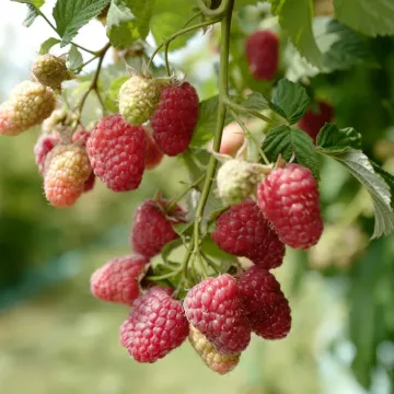 Глен Ди