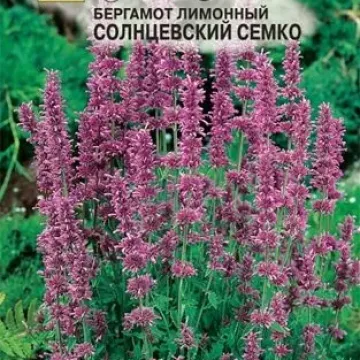 Солнцевский Семко