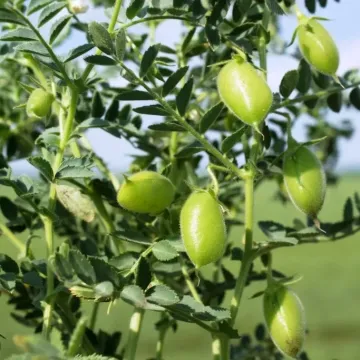 Триумф