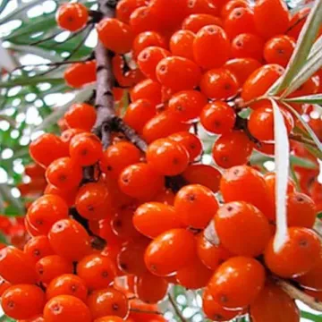 Улала