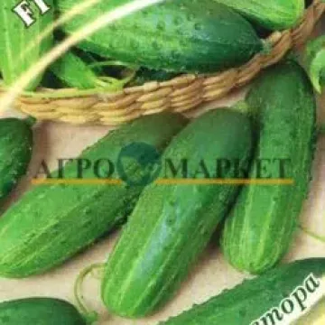 Ярмарочный