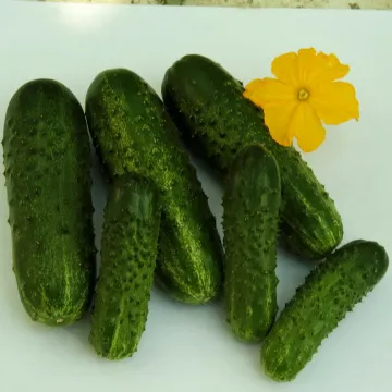 Бомонд