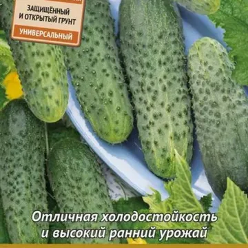 Чубчик Кучерявый