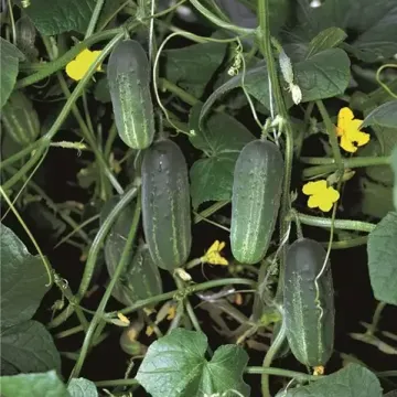 Дива (АХ 155)