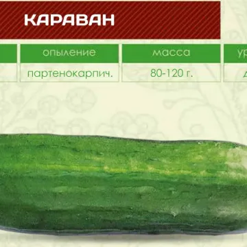 Караван