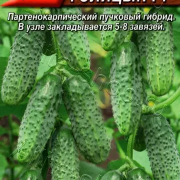 Князь Голицын