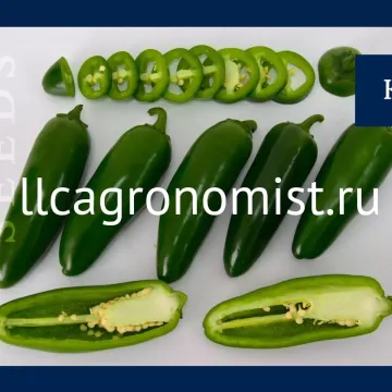 Кортес