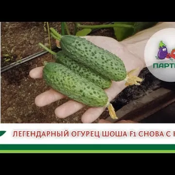 Шахек