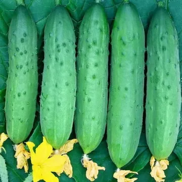 ТСХА 442