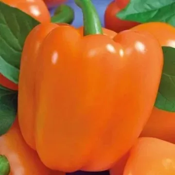 Джек