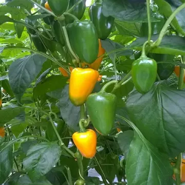 Е 20 С 0158