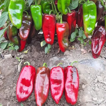 Каприз