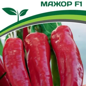 Мажор