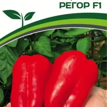 Регор