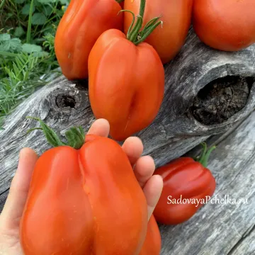 Вендетта