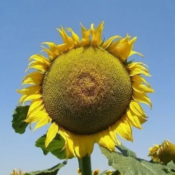 МАС 91 Г