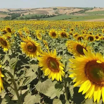 СФ 2615 МИА