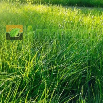 Кроми